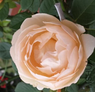 QQ��ͼ20140822135943.jpg