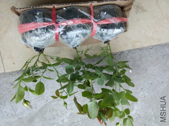 20140821122452.jpg