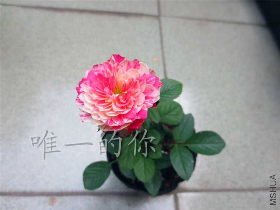 ��Ƭ 012.jpg