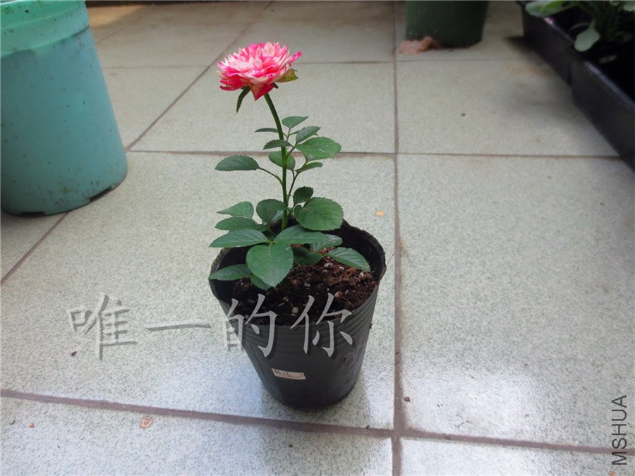 ��Ƭ 011.jpg