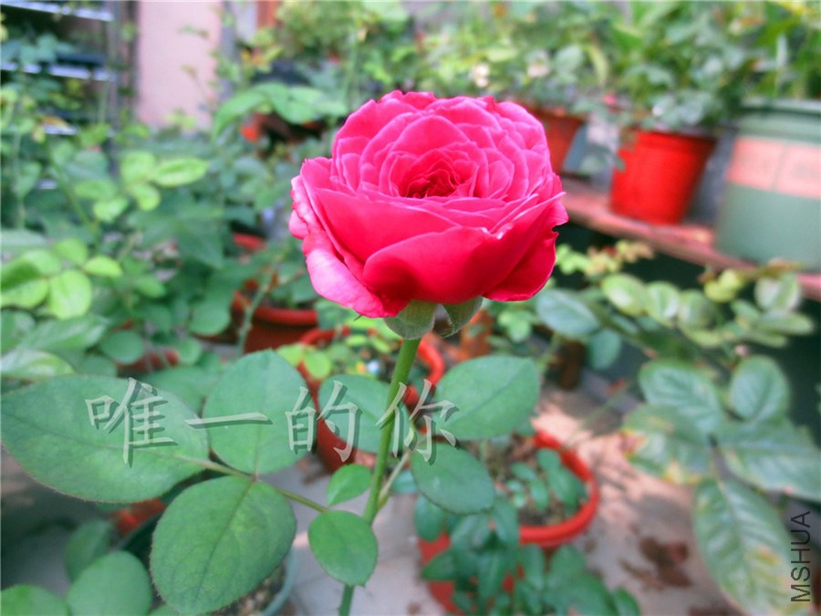 ��Ƭ 008.jpg