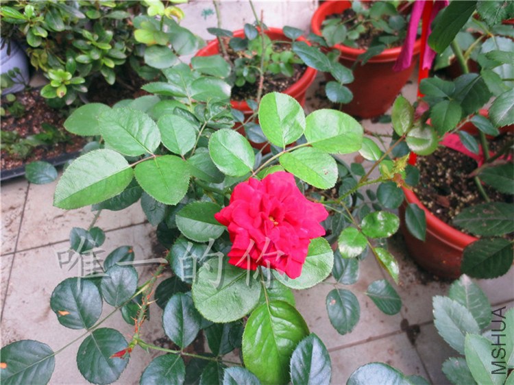 ��Ƭ 010.jpg