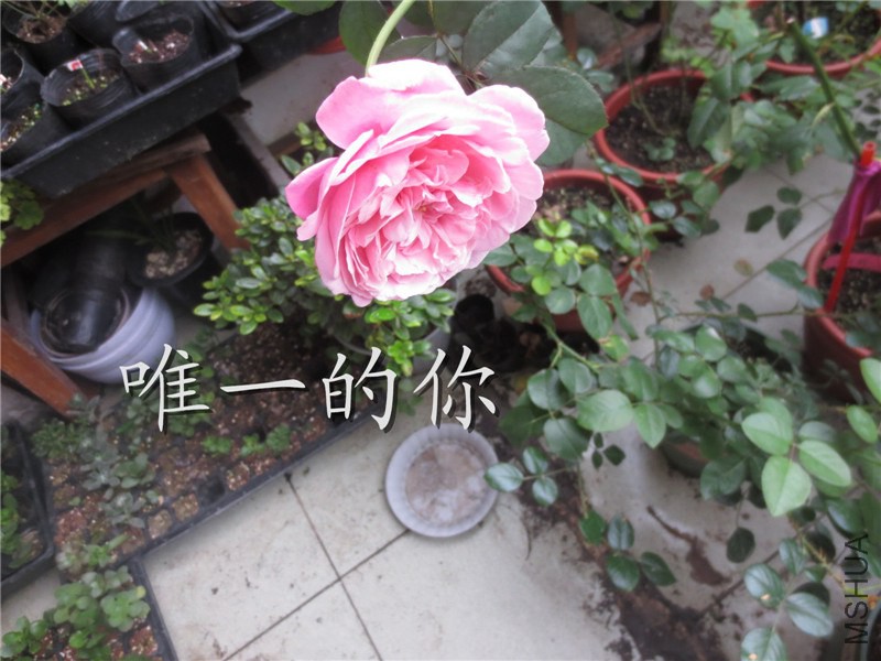 ��Ƭ 003.jpg