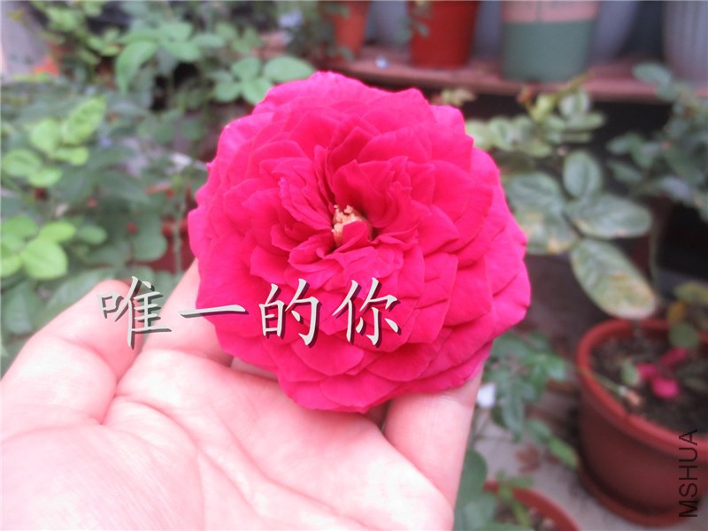 ��Ƭ 004.jpg