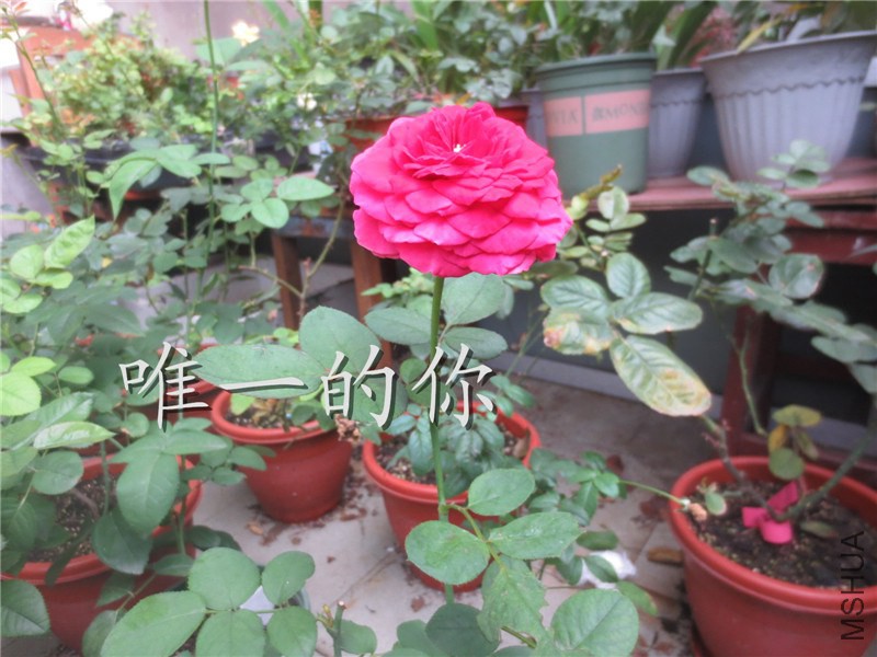 ��Ƭ 005.jpg