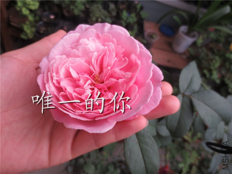��Ƭ 006.jpg