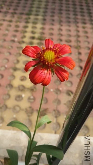 20140728_160231 (360x640).jpg
