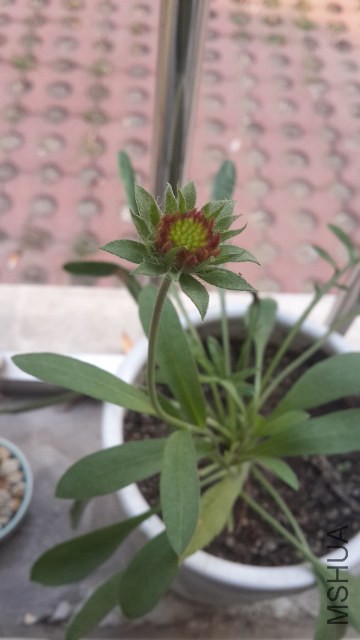 20140724_174614 (360x640).jpg