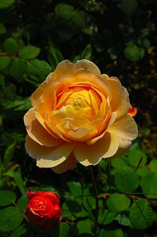 DSC_007100710071.JPG