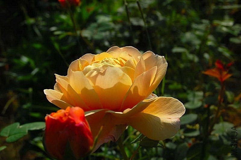 DSC_007000700070.JPG