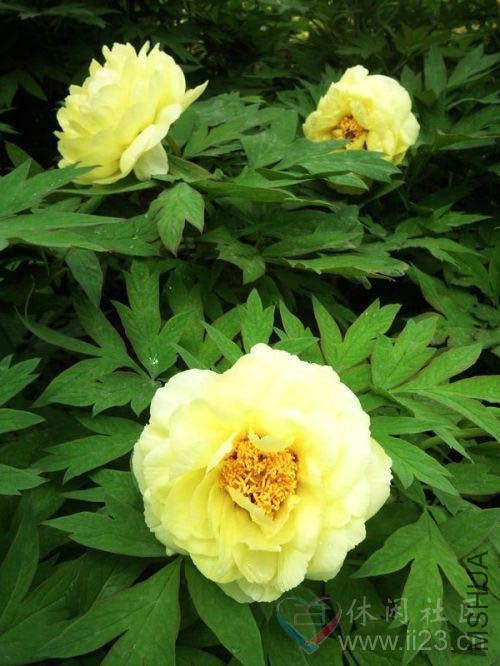 ĵ����ע��Ҷ�ӵ�����