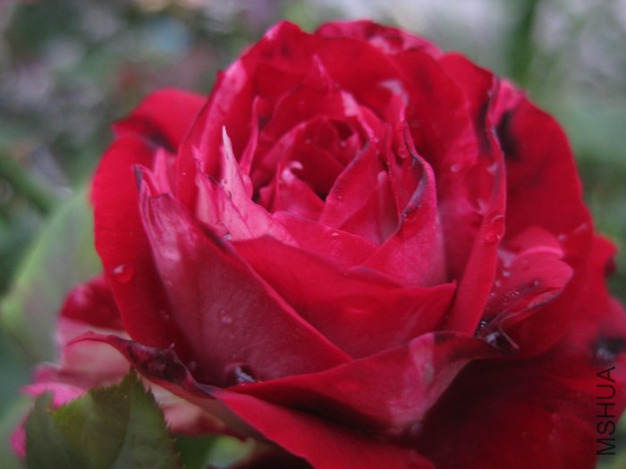 ��Ƭ 018.jpg