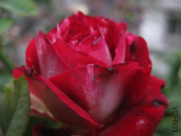 ��Ƭ 019.jpg