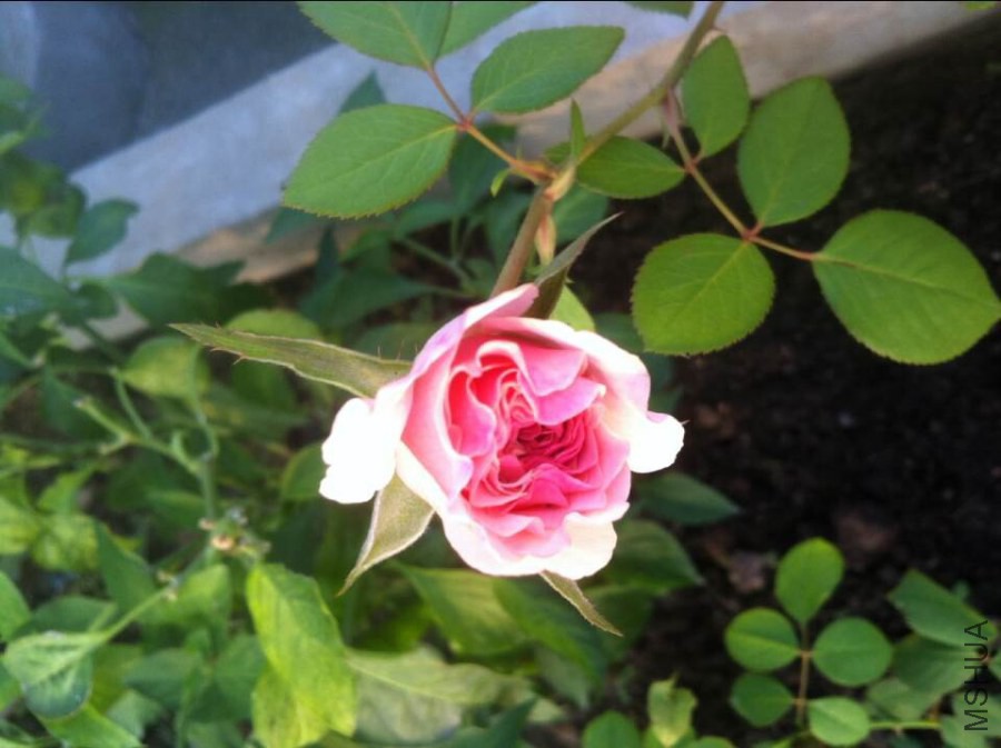 QQͼƬ20140825093101.jpg
