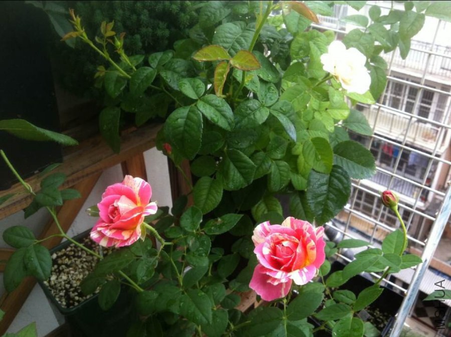 QQͼƬ20140825093119.jpg