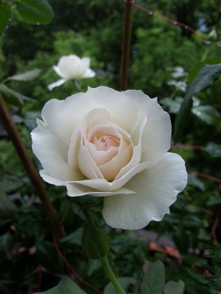 20140826_074324_��С��С.jpg