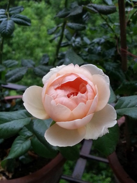 20140826_074739_��С��С.jpg