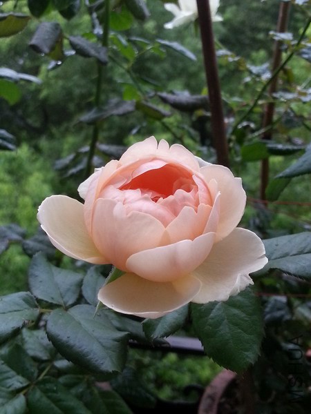 20140826_074950_��С��С.jpg