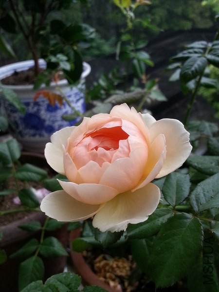 20140826_075104_��С��С.jpg