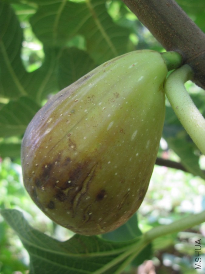 nengli 019_����.jpg