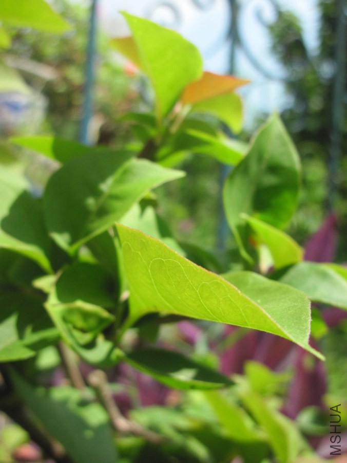 nengli 012_����.jpg