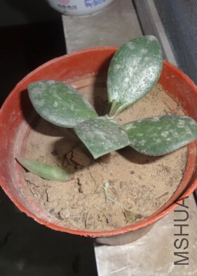 ���� ��֦���.jpg