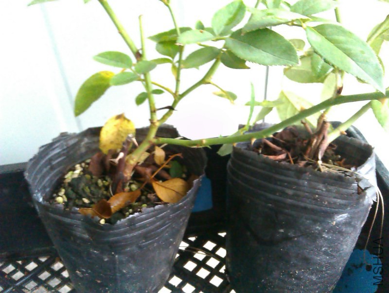 IMAG5029.jpg