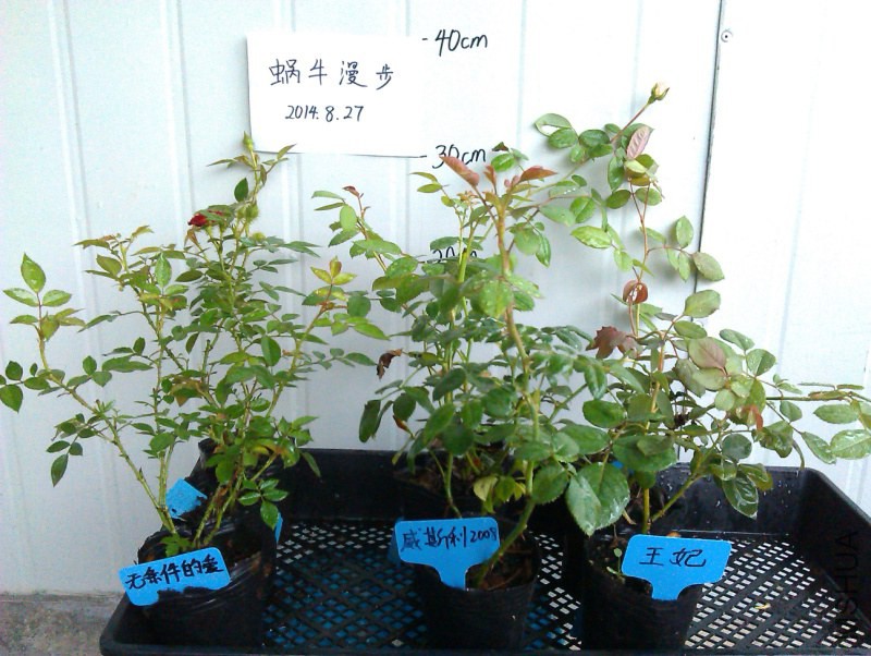 IMAG5039.jpg