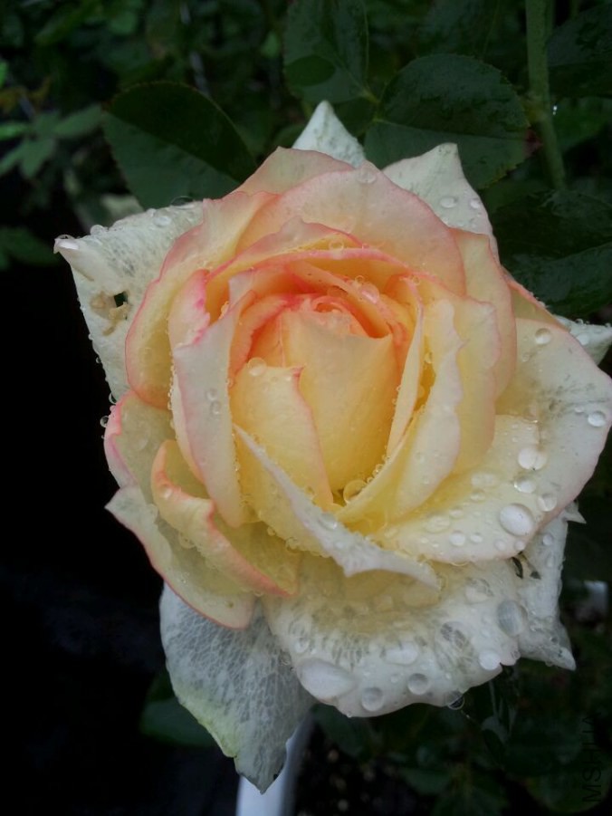 QQͼƬ20140827035929.jpg