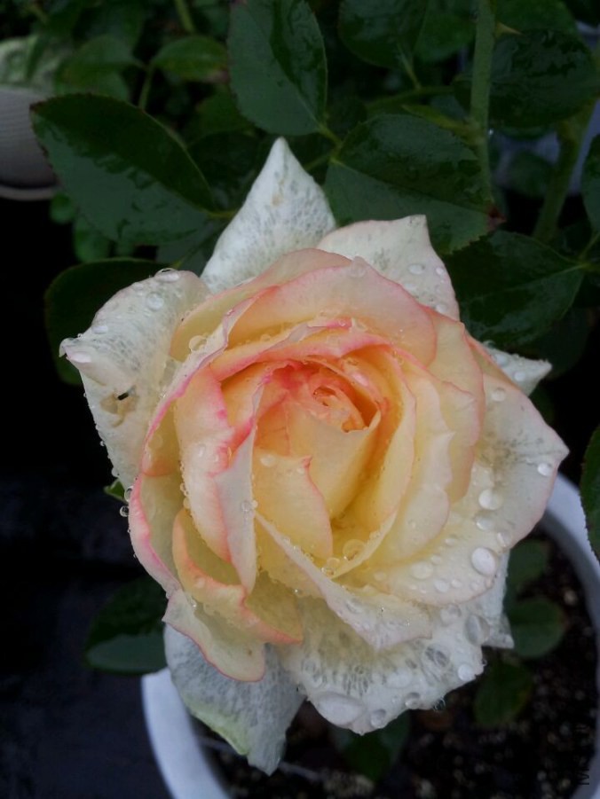 QQͼƬ20140827035916.jpg