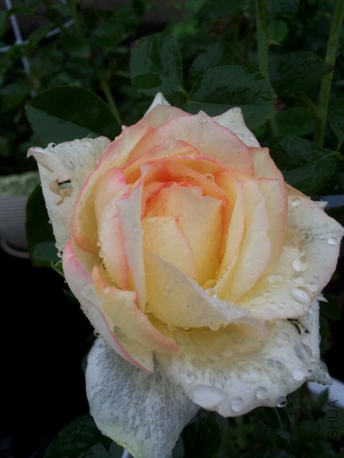 QQͼƬ20140827035908.jpg