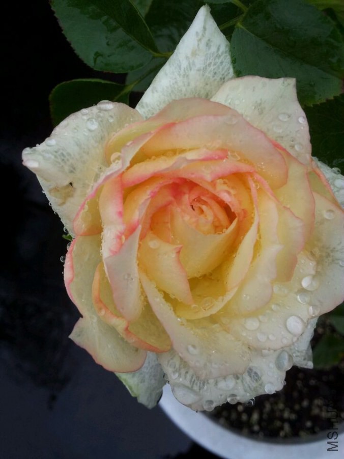 QQͼƬ20140827035849.jpg