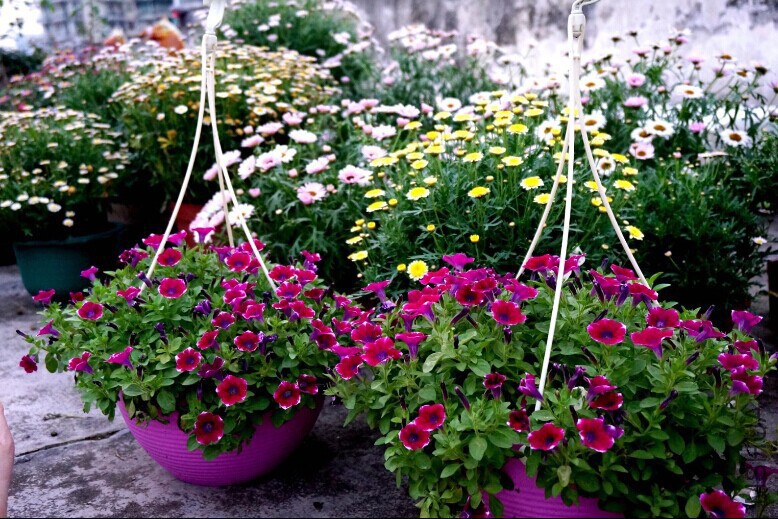 С��ţ����