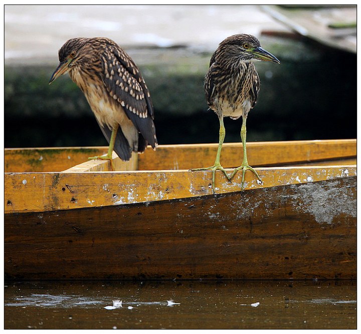 20100627_0da64993695e80fc5b67vVp27A6dMo33.jpg.thumb.jpg