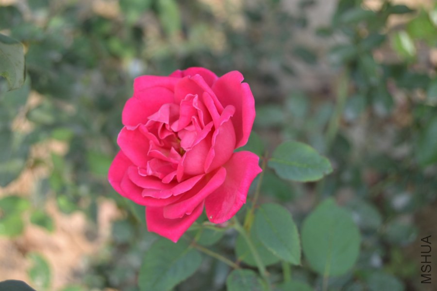 DSC_1154.JPG