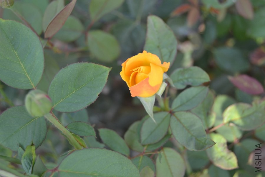 DSC_1156.JPG