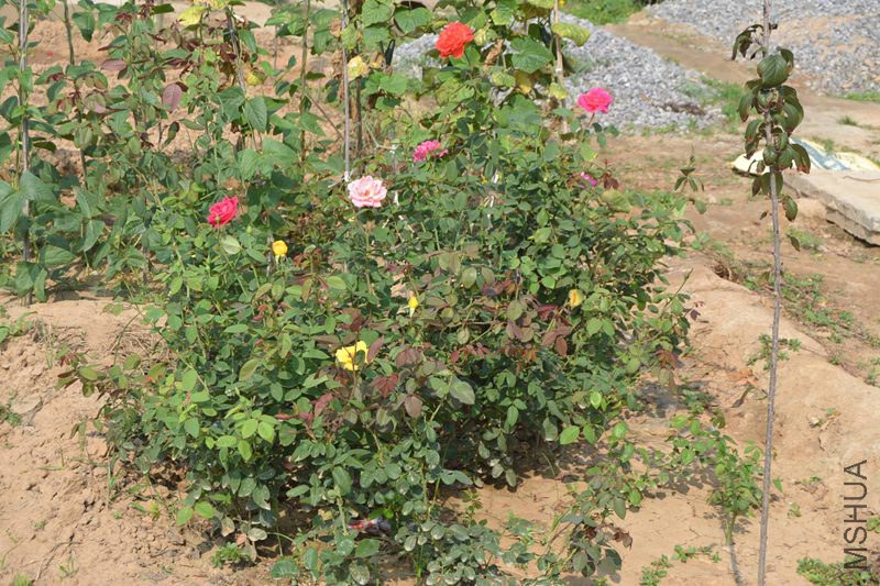 DSC_1165.JPG