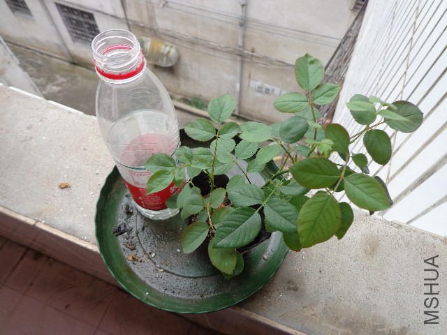 DSC04580.JPG