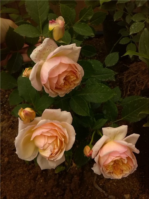���˹���� Charles de Nervaux-1.jpg