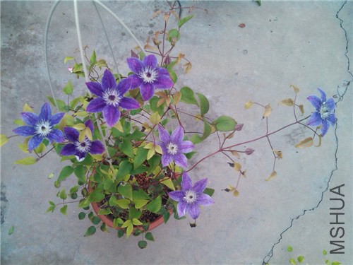 ���ף��-3.jpg