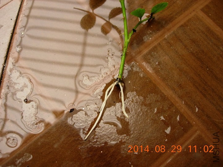 DSCN1786_resize.JPG