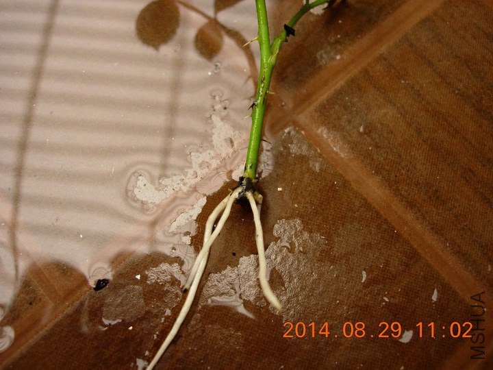 DSCN1787_resize.JPG