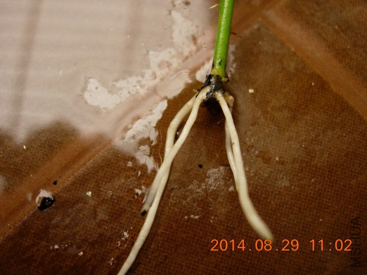 DSCN1790_resize.JPG