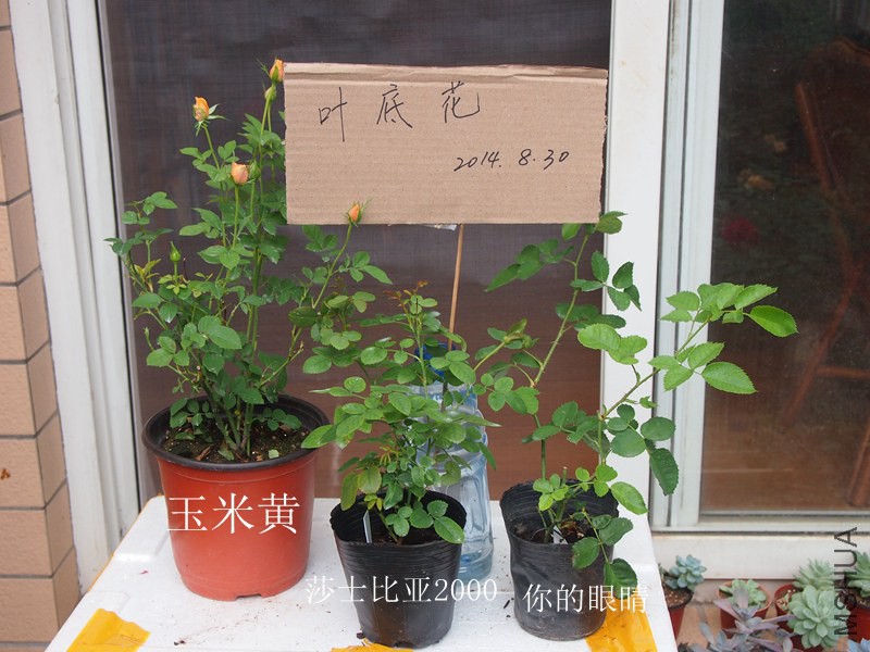 P8301498_����.jpg