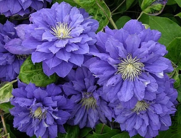 ������Kiri Te Kanawa.jpg