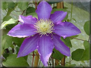 ������Clematis'Hakuookan-2.jpg