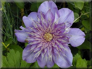 ���{Clematis Multi Blue-1.jpg