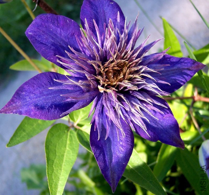 ���{Clematis Multi BlueClematis Multi Blue.jpg