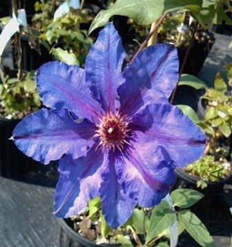 ���_�� Dorota.jpg