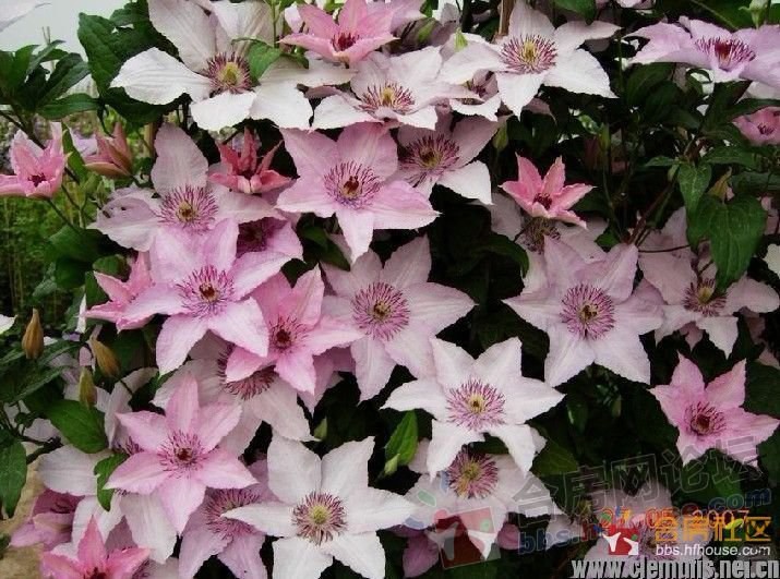 ��� Hagley Hybrid(������).jpg